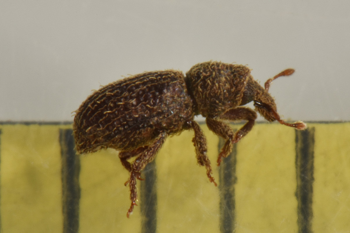 Curculionidae: Echinomorphus ravouxi